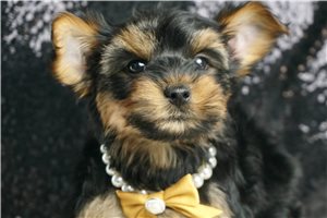 Ethan - Yorkshire Terrier - Yorkie for sale