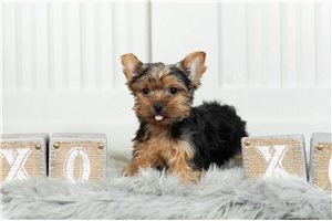 Moksh - Yorkshire Terrier - Yorkie for sale