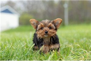 Miss Kelly - Yorkshire Terrier - Yorkie for sale