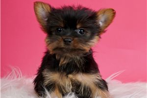 Leelo - Yorkshire Terrier - Yorkie for sale