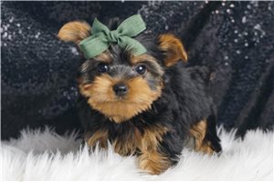 Titch - Yorkshire Terrier - Yorkie for sale