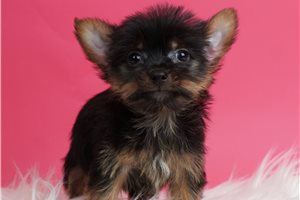 Fifi - Yorkshire Terrier - Yorkie for sale