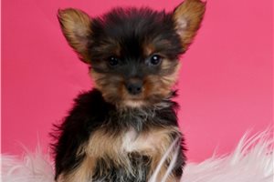 Sweets - Yorkshire Terrier - Yorkie for sale