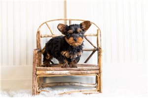 Dylan - Yorkshire Terrier - Yorkie for sale