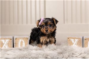 Farrah - Yorkshire Terrier - Yorkie for sale