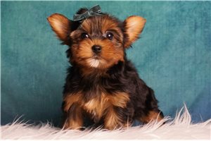 Rebecca - Yorkshire Terrier - Yorkie for sale