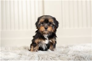 Virgil - Yorkshire Terrier - Yorkie for sale