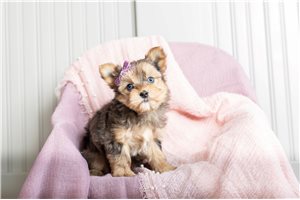 Wisdom - Yorkshire Terrier - Yorkie for sale