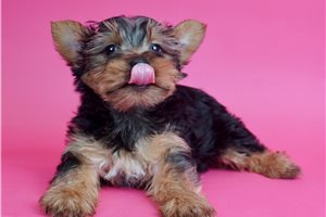 Buzzie - Yorkshire Terrier - Yorkie for sale