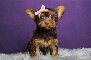 Crystal - Yorkshire Terrier - Yorkie for sale