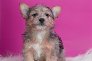Peter - Yorkshire Terrier - Yorkie for sale