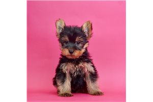 Elvis - Yorkshire Terrier - Yorkie for sale