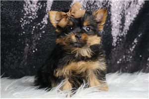 Jillian - Yorkshire Terrier - Yorkie for sale