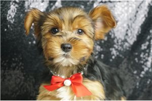 Connor - Yorkshire Terrier - Yorkie for sale