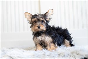Scallop - Yorkshire Terrier - Yorkie for sale