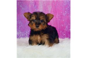 Sheba - Yorkshire Terrier - Yorkie for sale