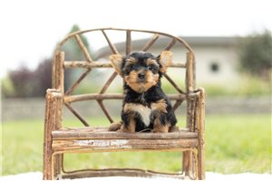 Laken - Yorkshire Terrier - Yorkie for sale