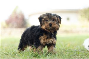 Milford - Yorkshire Terrier - Yorkie for sale