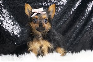 Veronica - Yorkshire Terrier - Yorkie for sale