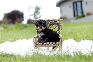 Nova - Yorkshire Terrier - Yorkie for sale