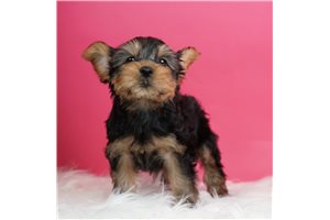 Cholo - Yorkshire Terrier - Yorkie for sale