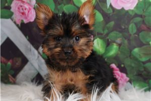 UA BR BooBoo - Yorkshire Terrier - Yorkie for sale