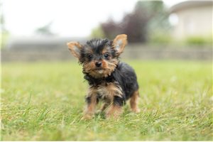 Posie - Yorkshire Terrier - Yorkie for sale