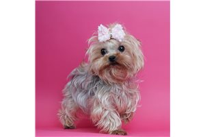 Cutie - Yorkshire Terrier - Yorkie for sale