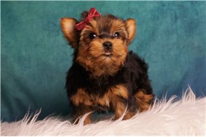 Rachel - Yorkshire Terrier - Yorkie for sale