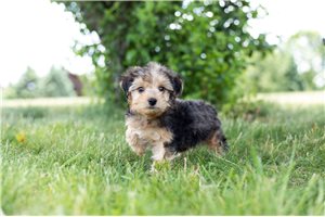 Archie - Yorkshire Terrier - Yorkie for sale