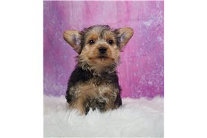 Wendy - Yorkshire Terrier - Yorkie for sale