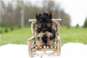 Mr Poe - Yorkshire Terrier - Yorkie for sale