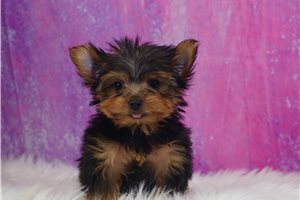 Milo - Yorkshire Terrier - Yorkie for sale