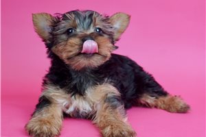 Cookie - Yorkshire Terrier - Yorkie for sale