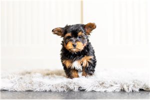 Dayana - Yorkshire Terrier - Yorkie for sale