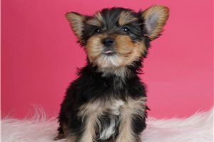 Boki - Yorkshire Terrier - Yorkie for sale