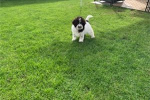 Sandro - Lagotto Romagnolo for sale