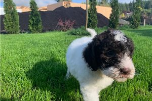 Angelo - Lagotto Romagnolo for sale