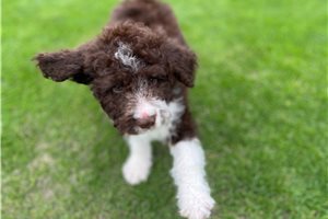 Buster - Lagotto Romagnolo for sale