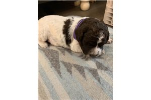 Panini - Lagotto Romagnolo for sale