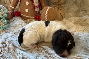 Harris - puppy for sale