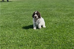 Lisa Marie - Lagotto Romagnolo for sale