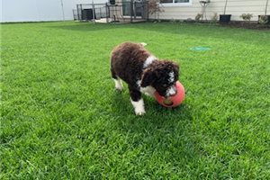 Carlo - Lagotto Romagnolo for sale