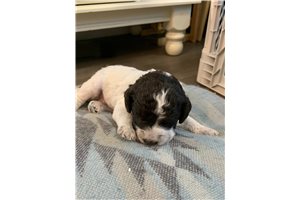 Biscotti - Lagotto Romagnolo for sale
