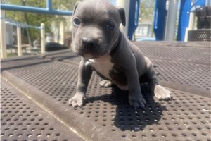 Pitbull Dad American Staffordshire Pit Bull Terrier Puppies