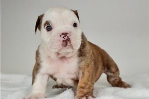 Freya - English Bulldog for sale