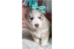 Nori - puppy for sale