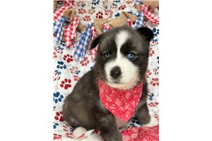 Masami - puppy for sale