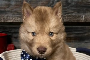 Phoenix - Siberian Husky for sale