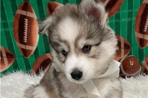 Parker - Siberian Husky for sale